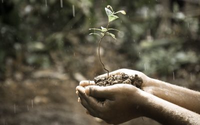 There are many stages of growth.